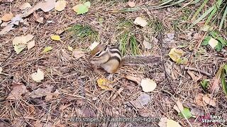 A walk with my stepsister in the forest park gets naughty