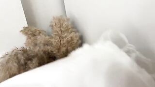 Curvy chick gets her pussy banged after sniffing panties